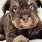 ミニチュアシュナウザー