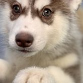 シベリアンハスキー