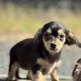 チワックス(チワワ×ダックスフンド)【静岡県・女の子・2025年8月14日・ブラックタン】の写真1「小さいです、ダックスで言えば真のカニンヘンサイズです。体重は１．５ｋｇ？前後だと思われます。」