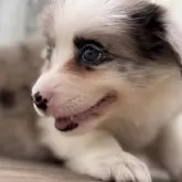 ボーダーコリー
