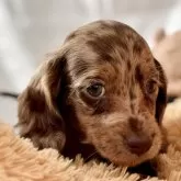 ミニチュアダックスフンド(ロング)【静岡県・男の子・2025年10月15日・チョコレートダップル】の写真1「お写真更新しました、前回撮影から10日程です。顔立ちは成長しましたが体は小柄な感じです。」