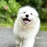 グレートピレニーズ