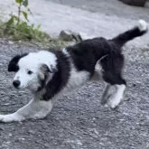 ボーダーコリー