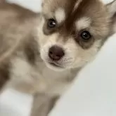 シベリアンハスキー