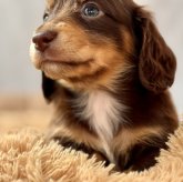 ミニチュアダックスフンド(ロング)