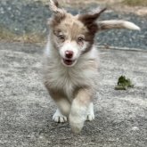 ボーダーコリー