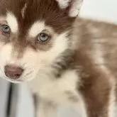 シベリアンハスキー