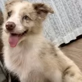 ボーダーコリー
