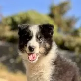 シェットランドシープドッグ