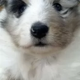 シェットランドシープドッグ【静岡県・女の子・2025年10月5日・ブルーマール】の写真1「両目青っぽい感じです。」