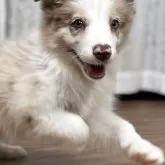 ボーダーコリー