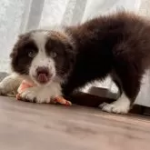 ボーダーコリー
