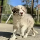 ボーダーコリー