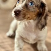 ミニチュアダックスフンド(ロング)