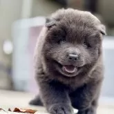 チャウチャウ
