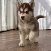 シベリアンハスキー