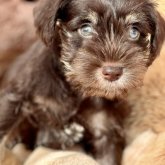 ミニチュアシュナウザー