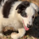 ボーダーコリー