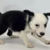 ボーダーコリー