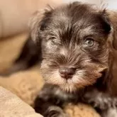 ミニチュアシュナウザー【静岡県・女の子・2025年10月9日・ウィートン】の写真1「成犬に近くなってくると違いが分かりやすいです。」