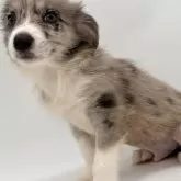 ボーダーコリー