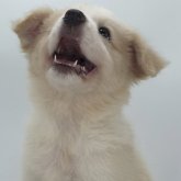 ボーダーコリー