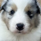 シェットランドシープドッグ