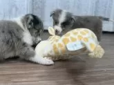 ボーダーコリー【静岡県・男の子・2025年8月18日・ブルーマール】の写真4「兄犬が引っ張て来たオモチャで遊ぶ様子」