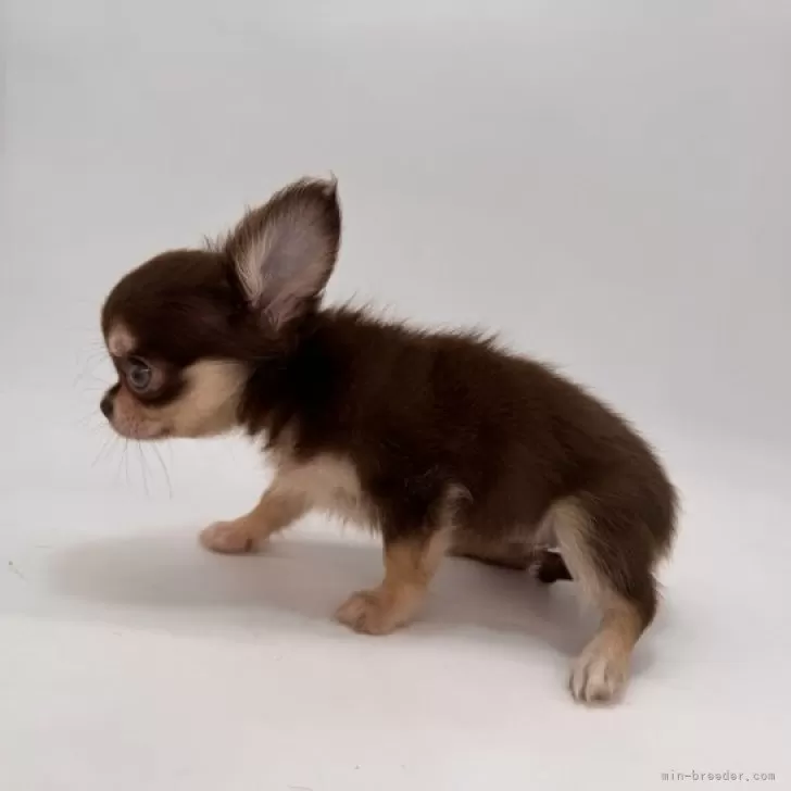 木彫りのチワワ(チョコ&タン) チョコ＆タンのチワワ(ロング)の子犬を探す｜ブリーダー直販の