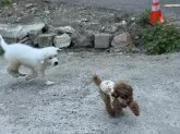 グレートピレニーズ【静岡県・男の子・2025年6月18日・ホワイト】の写真5「それでもお互い犬として認識して仲良く出来る子が多いのは非常に不思議です。」