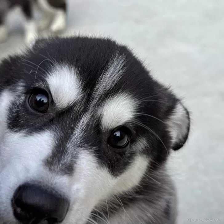 ID：2410-06229の子犬