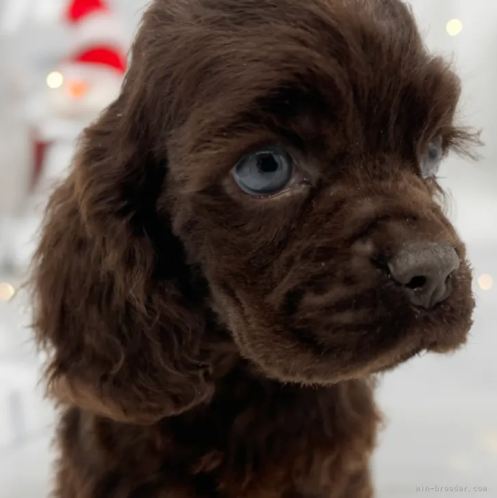 ID：2311-06385の子犬