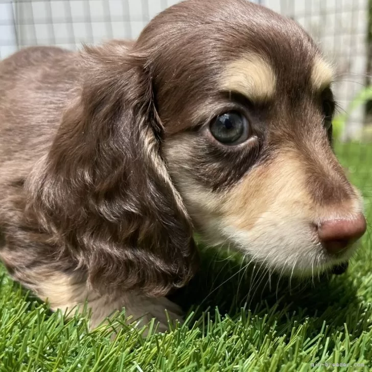 ID:2405-07369の子犬