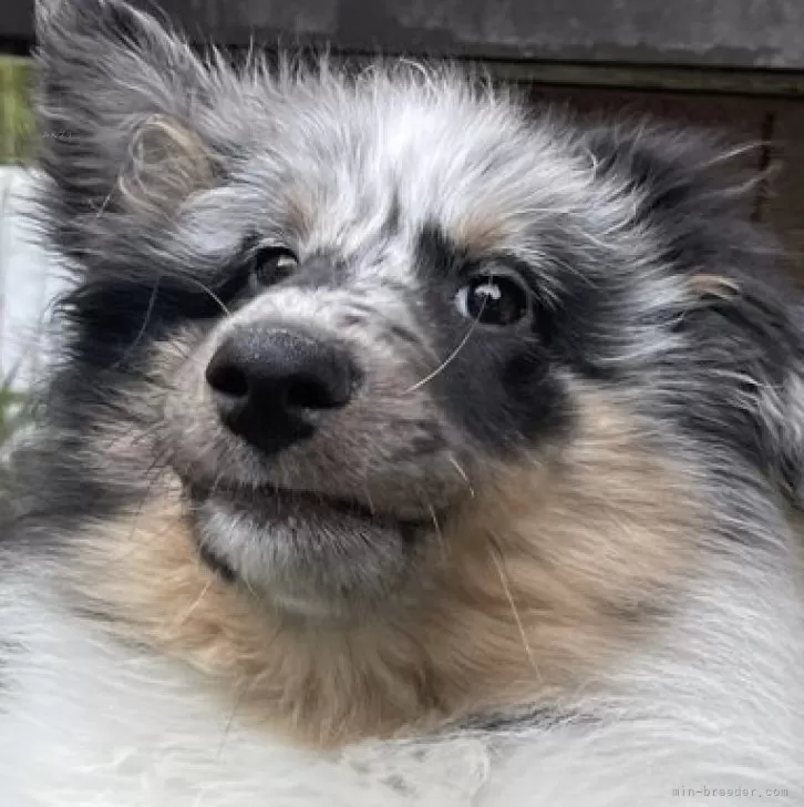 ID:2403-02354の子犬