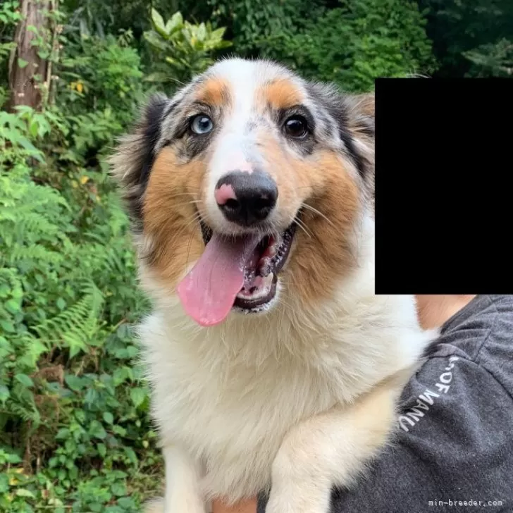 ID:2403-03880の子犬