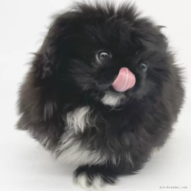 まぎ 様のお迎えした子犬
