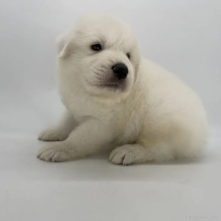 コハ 様のお迎えした子犬