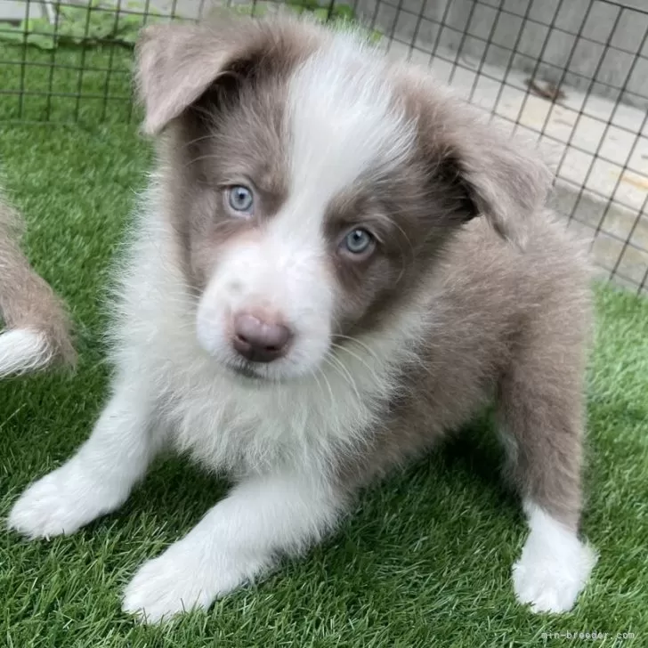 ID:2407-02411の子犬