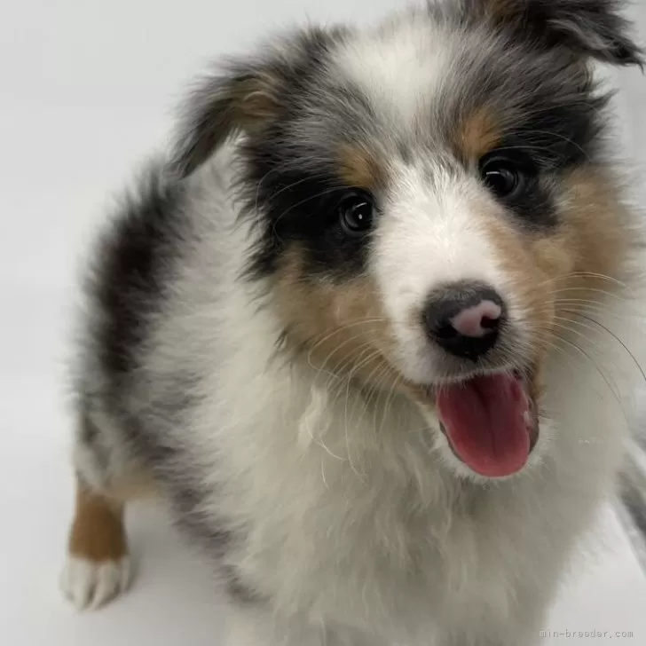 ID:2401-02757の子犬