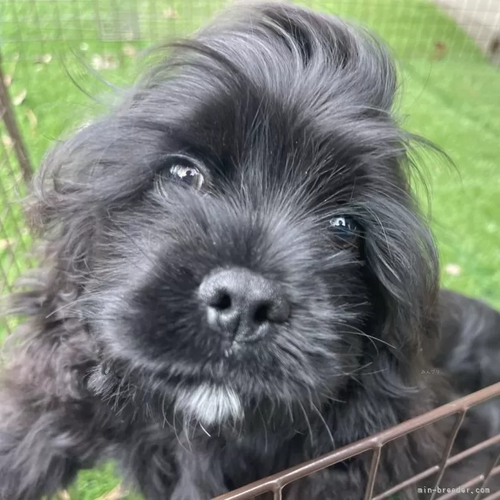 ID：2401-07297の子犬