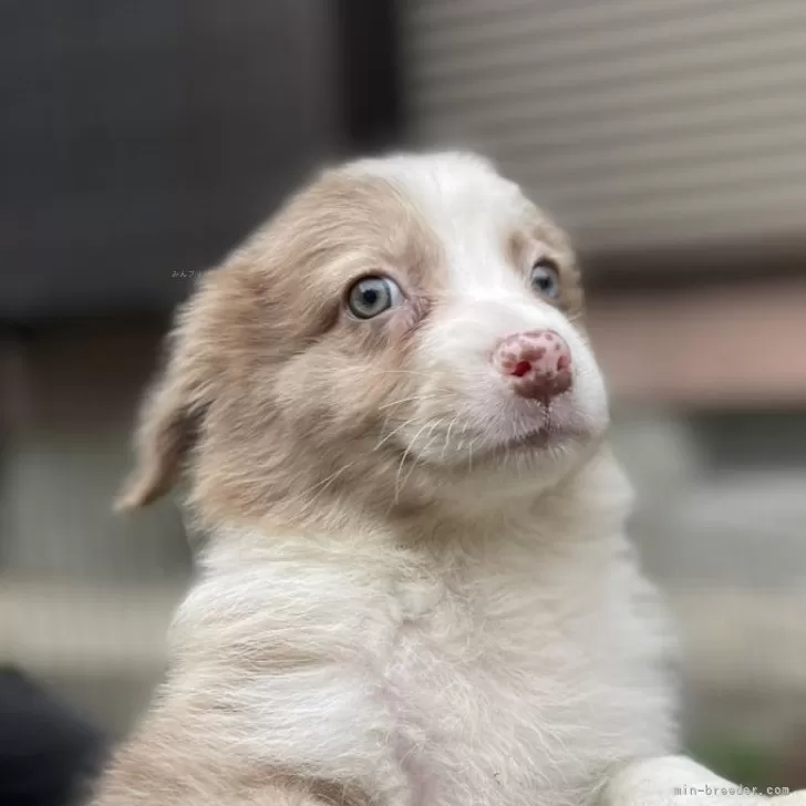 ID:2405-06443の子犬