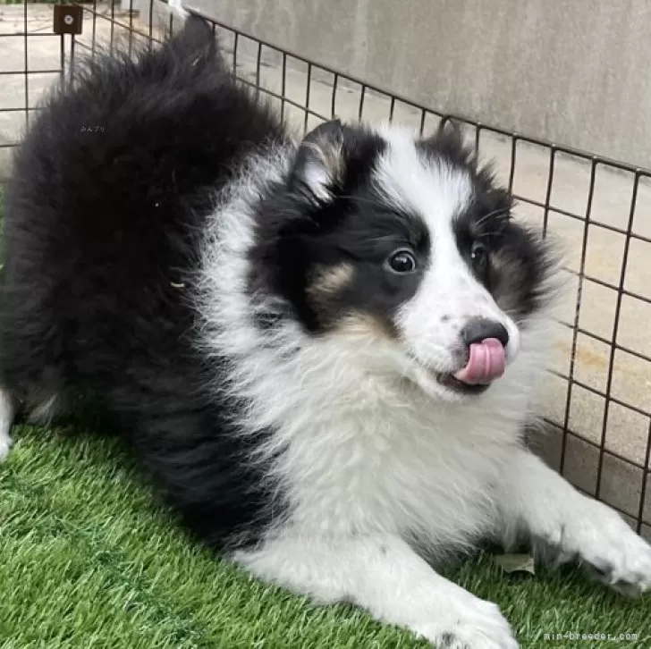 ID:2402-00343の子犬