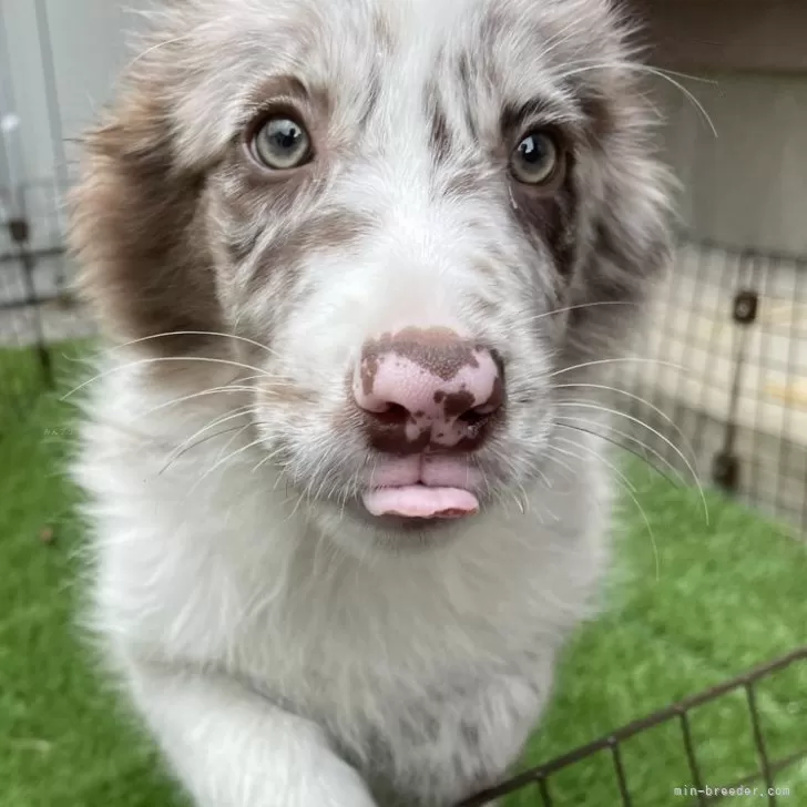 ID:2402-06099の子犬