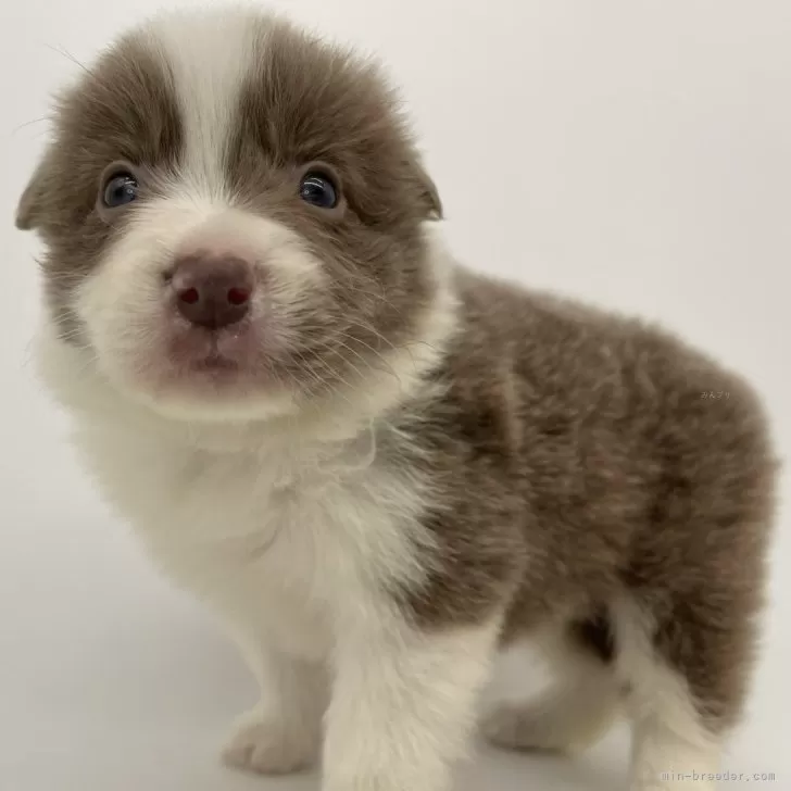 ID:2402-01094の子犬