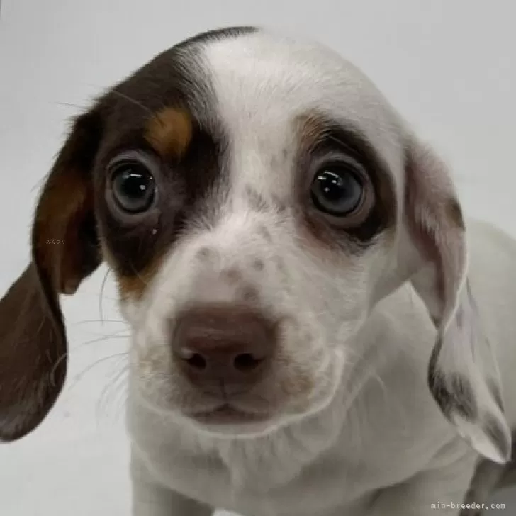 ID:2403-02367の子犬