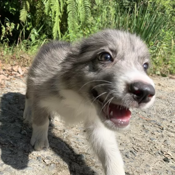 E.J 様のお迎えした子犬