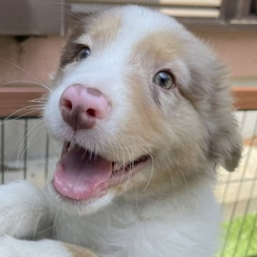 オーストラリアン・シェパード【静岡県・男の子・2024年2月16日・レッドマールホワイトマーキングスタンポイント】の写真「ちょこ色のオーシーの男の子」