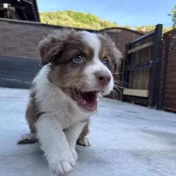 DEMDACOオーストラリアン・シェパード白・グレー9×7.5×5インチソフトプッシュぬいぐるみ