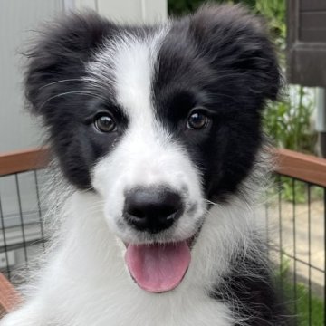 ボーダーコリー【静岡県・男の子・2024年1月25日・ブラックホワイト】の写真「元気な男の子」