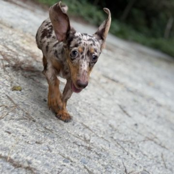 ミニチュアダックスフンド(スムースヘアード)の子犬を探す